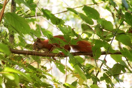 Leaves aesthetic mammal