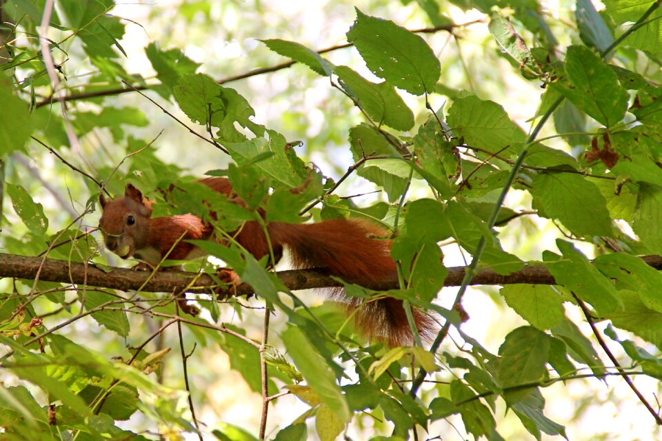 Leaves aesthetic mammal