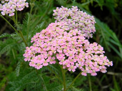 Plant grass flower