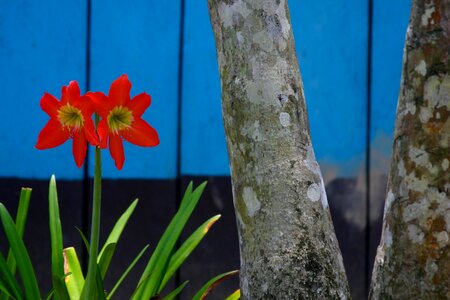 Flower tree blue photo