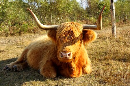 Horns animal scotland photo