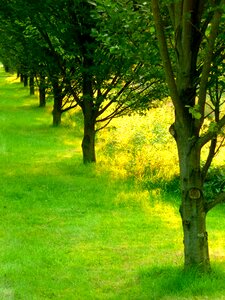 Tree trunks nature plant