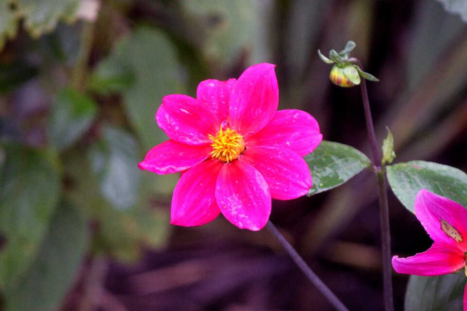 Colorful pink flowers gardening