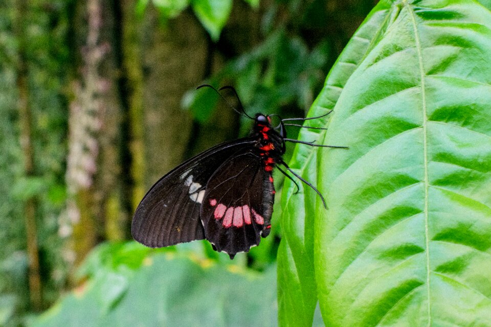 Flower butterfly wings colorful