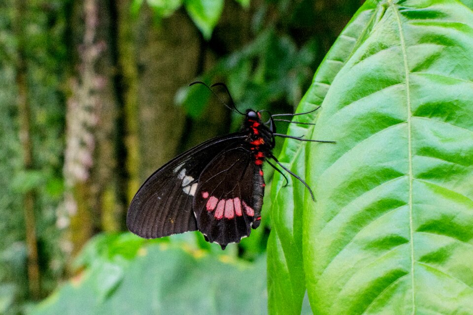 Flower butterfly wings colorful photo