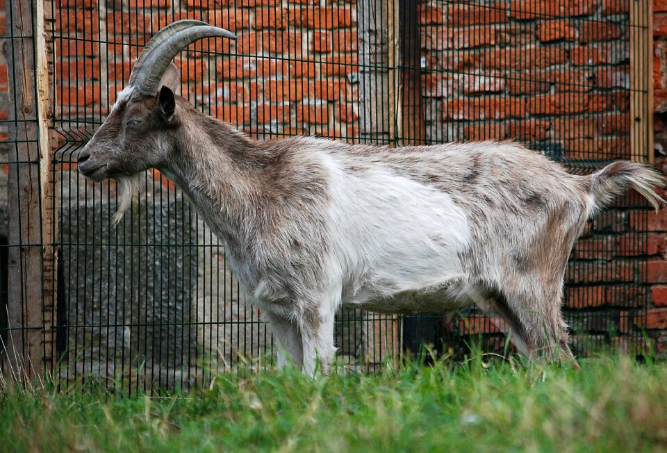 Animals goats pet