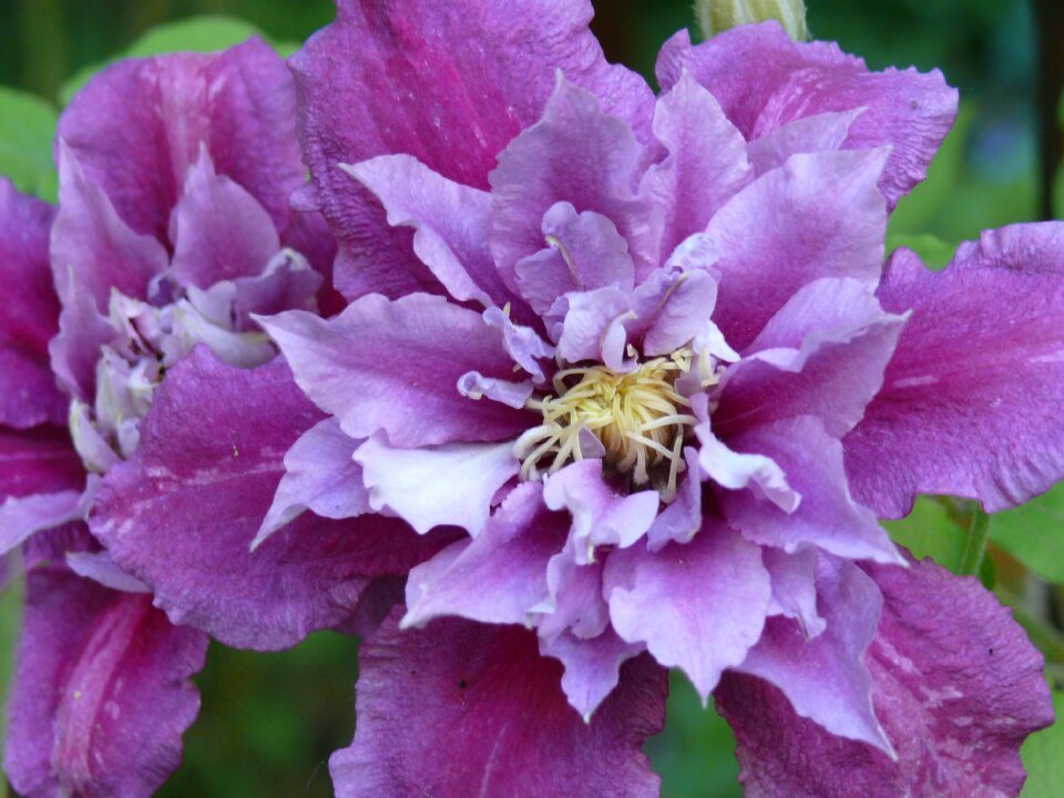 Blossom bloom flower