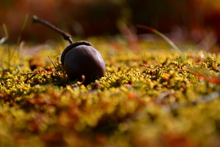 Acorn macro moss