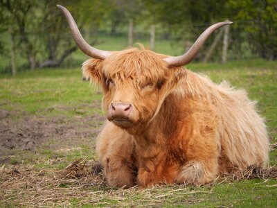 Scottish hairy agriculture photo