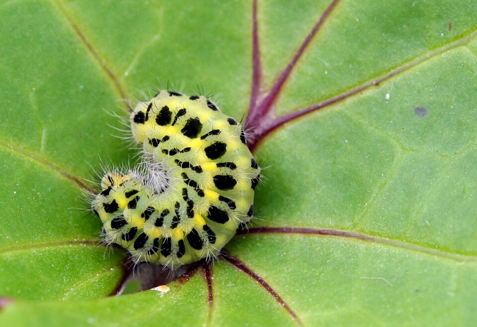 Lepidoptera insect curl