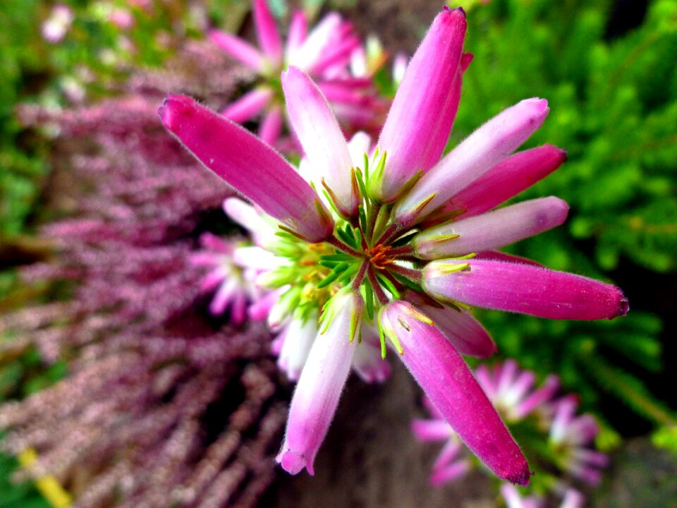 Flowers plant irish bell heather