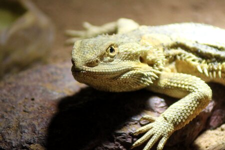 Dragon bearded dragon lizard photo