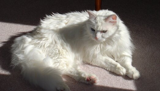 The cat