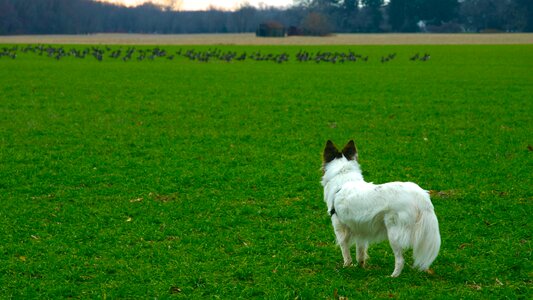 Geese field pasture photo