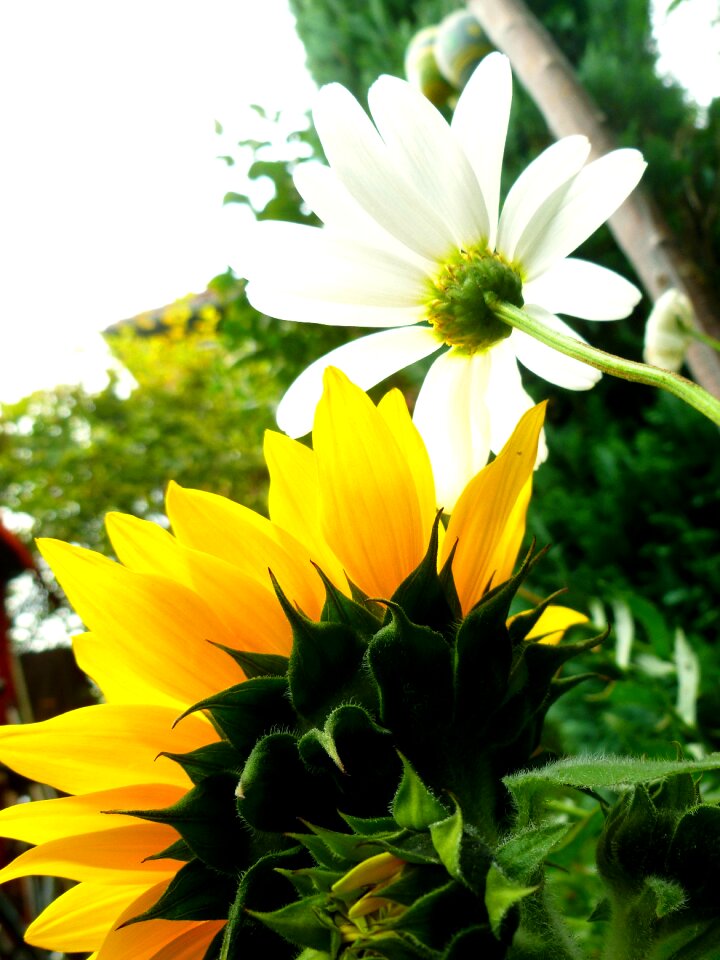 Bloom flowers flower heads
