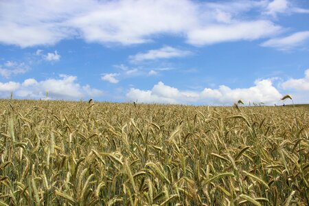 Agriculture cereals field