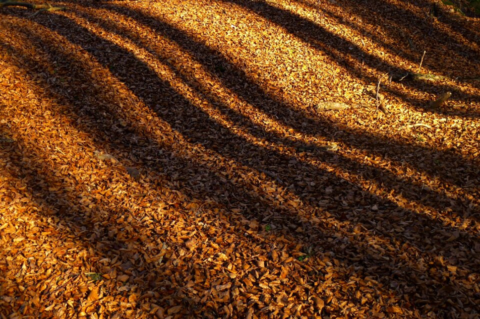 Nature october november