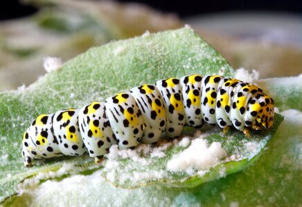 Lepidoptera pattern macro