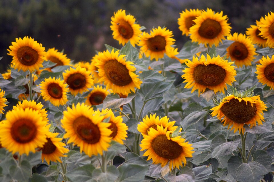 Fields agriculture flower