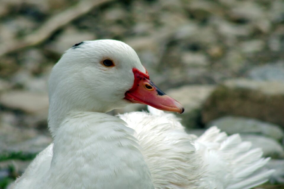 Ducks beak feathers