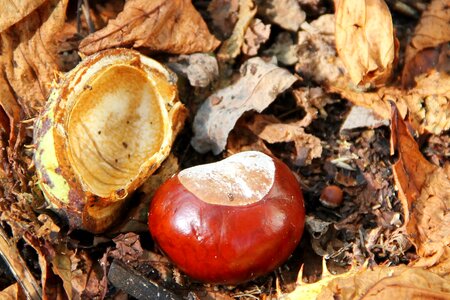 Brown forest ground photo