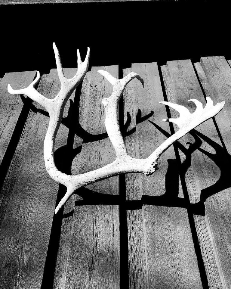White garnish contrast