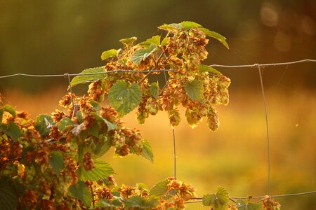 Hops fruits climber plant hopfendolde photo