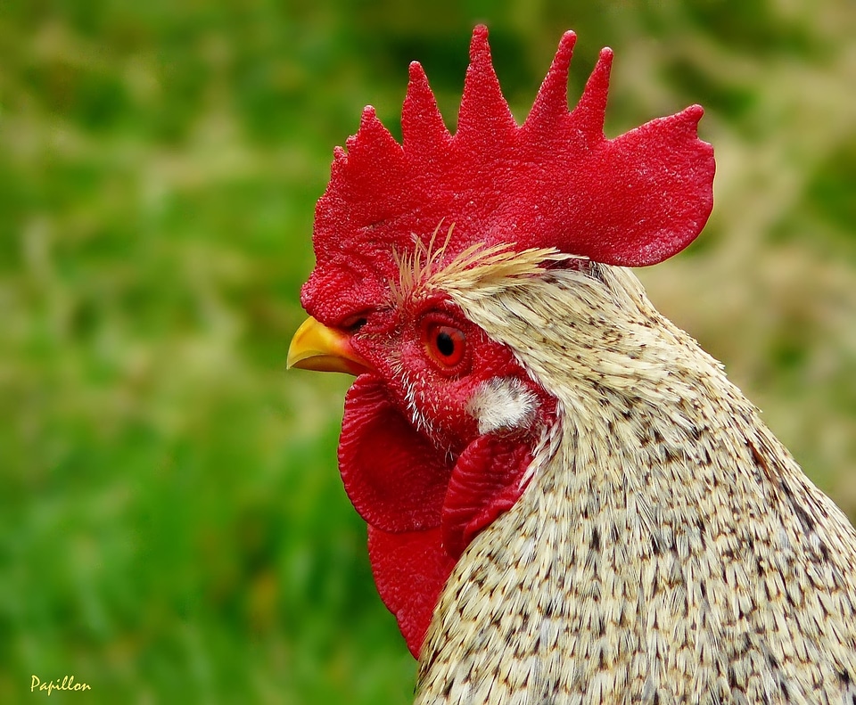 Animal poultry comb teeth