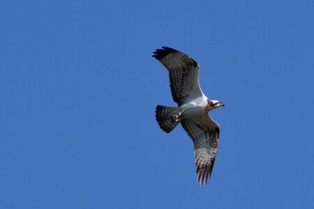 Osprey bird biesbosch