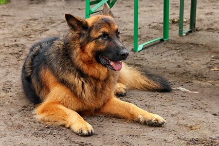 Animal rest old german shepherd dog photo