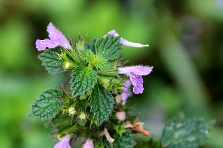 Green violet wild flower photo