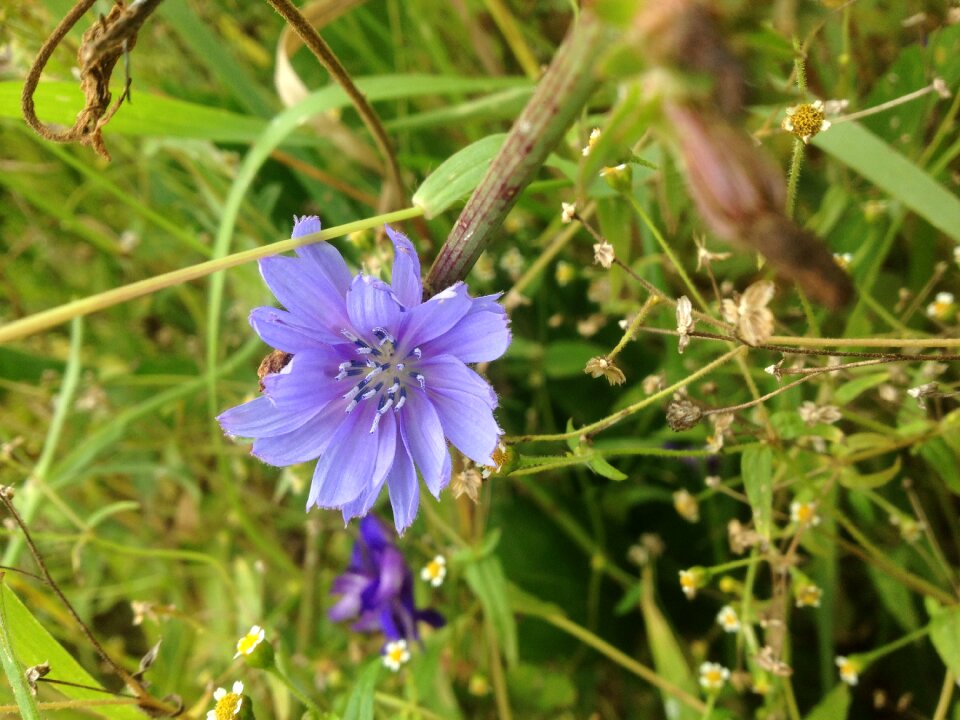 Meadow summer bloom