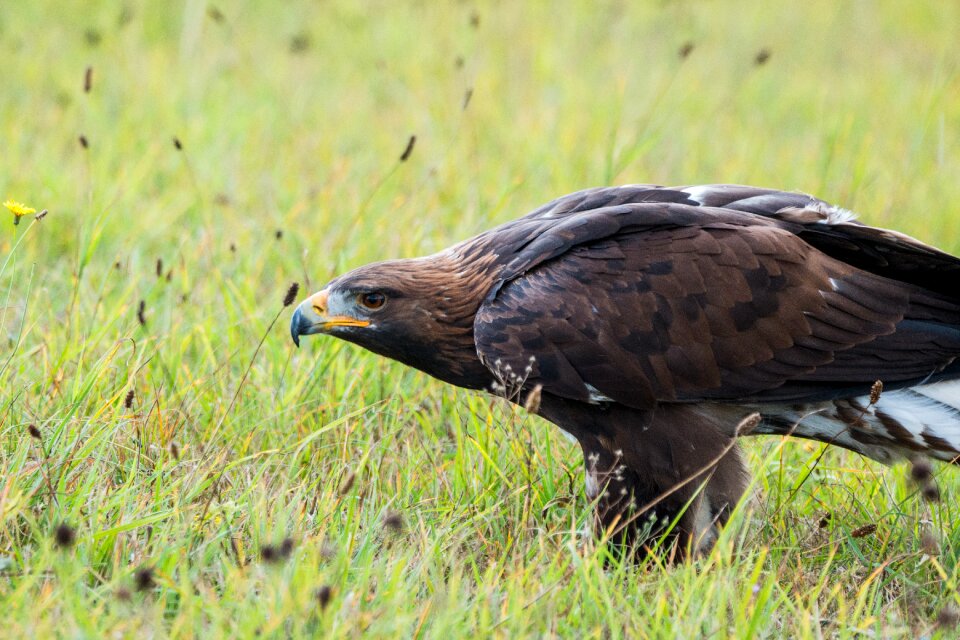 Feather nature wild bird