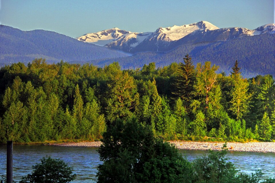Rivers forest