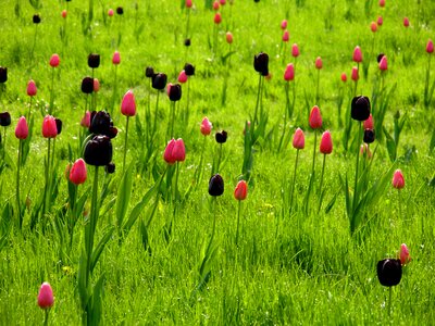 Nature blossom bloom