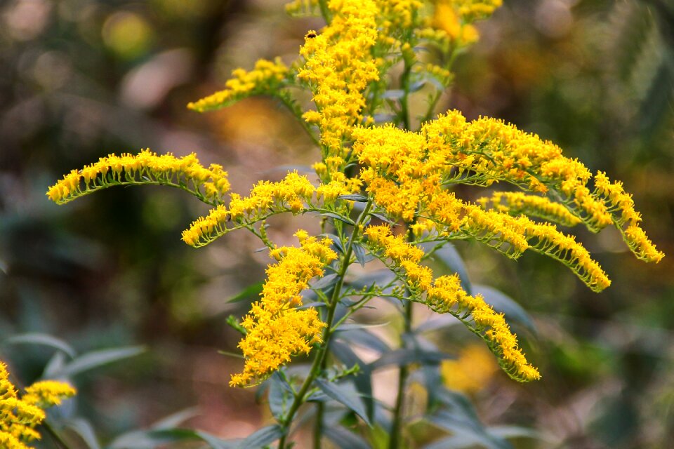 Bloom yellow canadian goldenrod