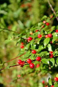 Ornamental plant ornamental red