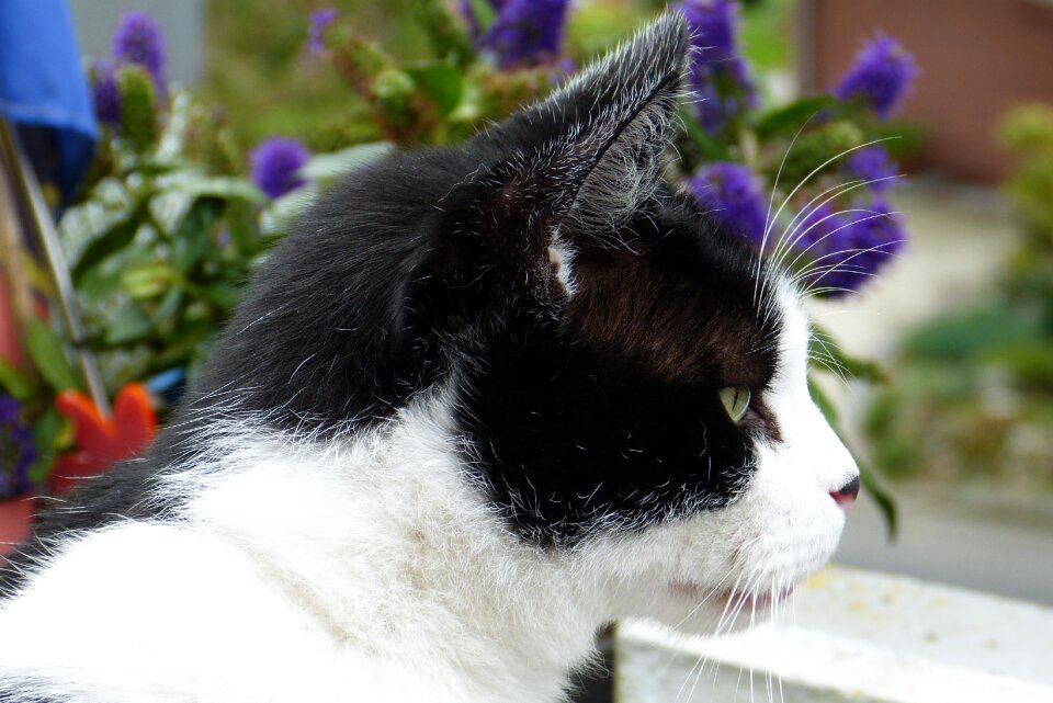 Head domestic cat attention