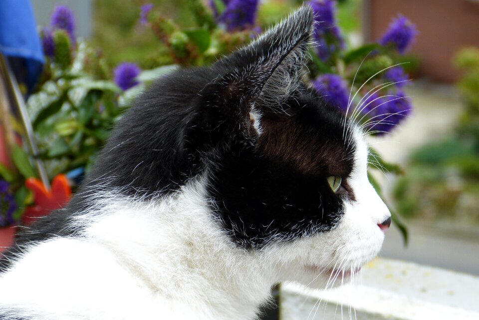 Head domestic cat attention photo