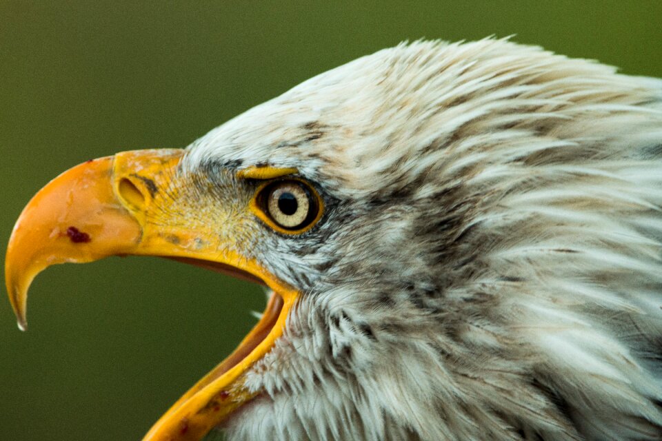 Raptor bird of prey bird