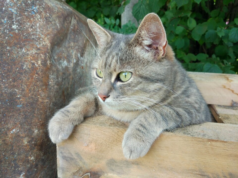 Animals pet view