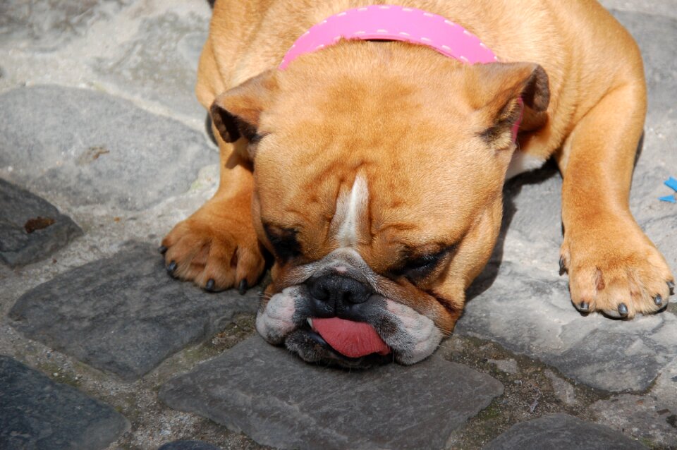 Animals pet tired