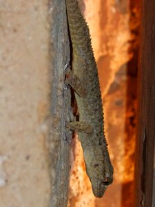 Sucker reptile wall