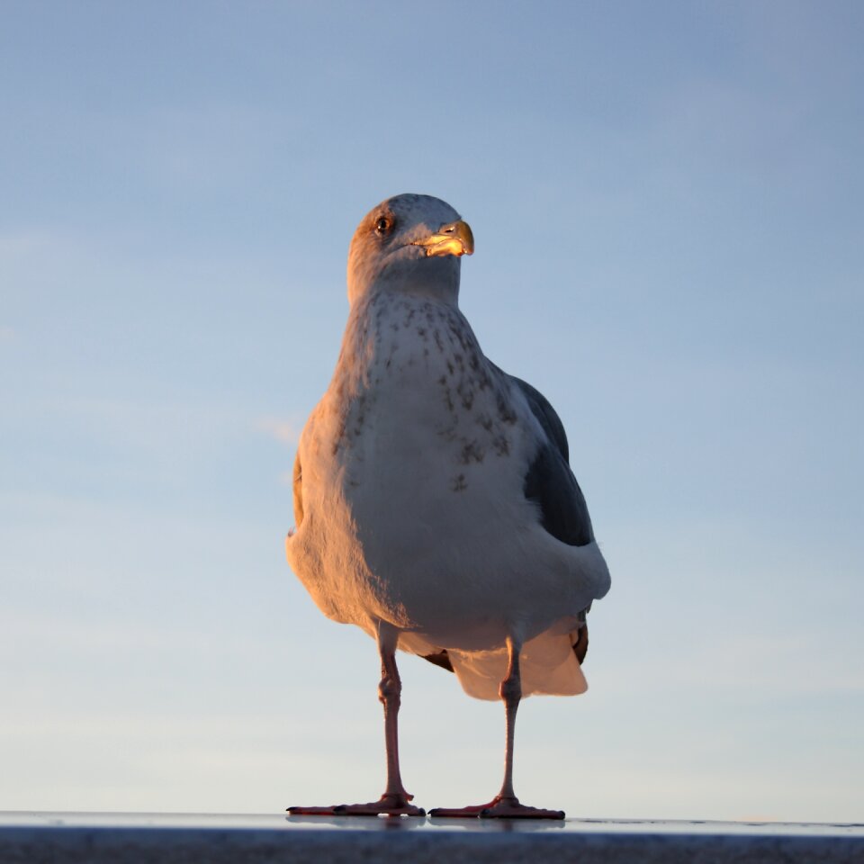 Seagull bird natural