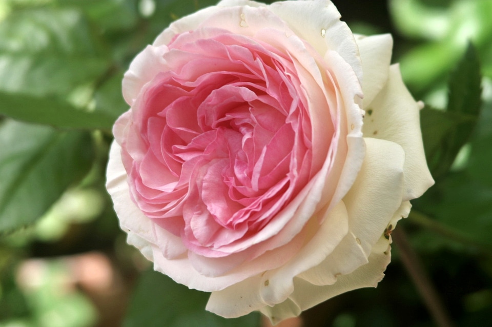 Blossom bloom open