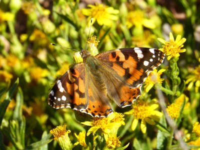 Vanessa cardui vanesa from thistles migrating dels cards