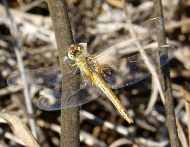 Winged insect branch cordulegaster boltonii