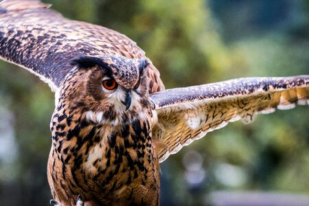 Bird feather nature photo