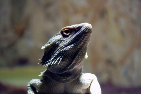 Dragon bearded dragon lizard photo