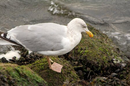 Bird sea bird natural beauty